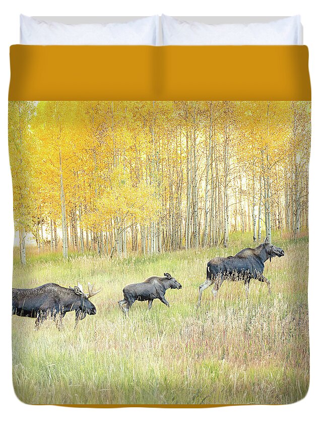 Moose Family In Autumn Aspen - Duvet Cover