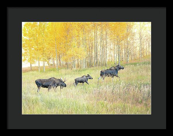 Moose Family In Autumn Aspen - Framed Print