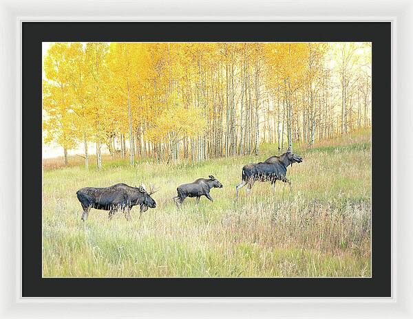 Moose Family In Autumn Aspen - Framed Print