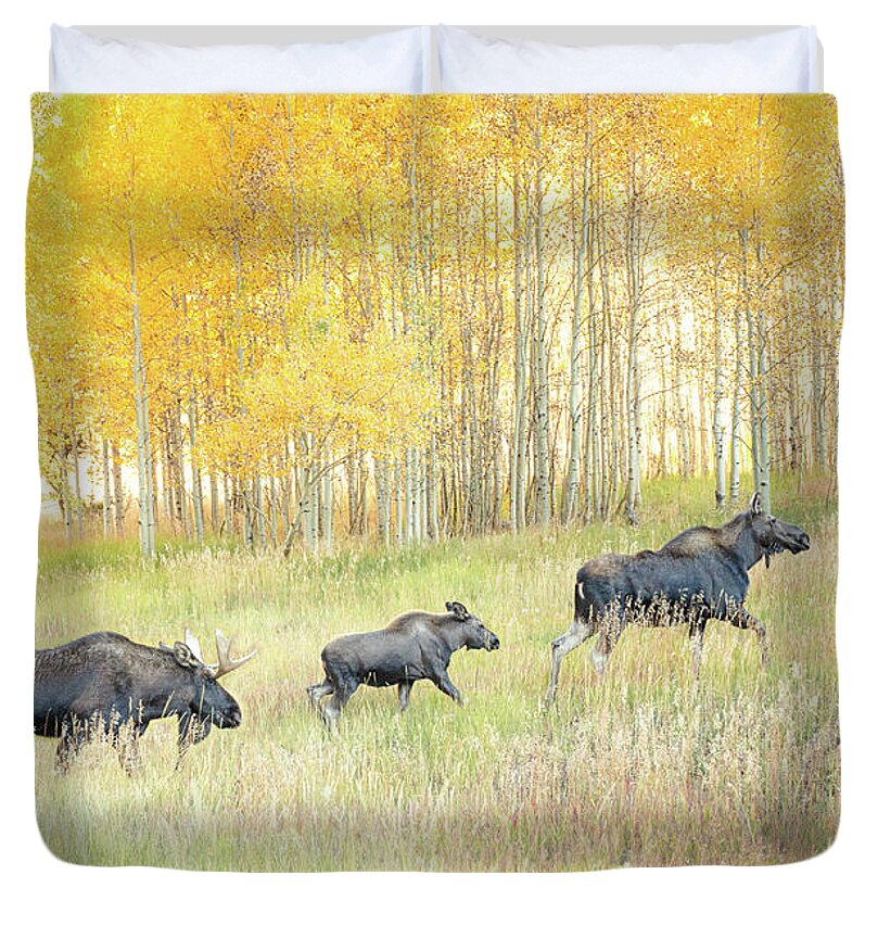 Moose Family In Autumn Aspen - Duvet Cover