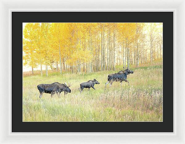 Moose Family In Autumn Aspen - Framed Print