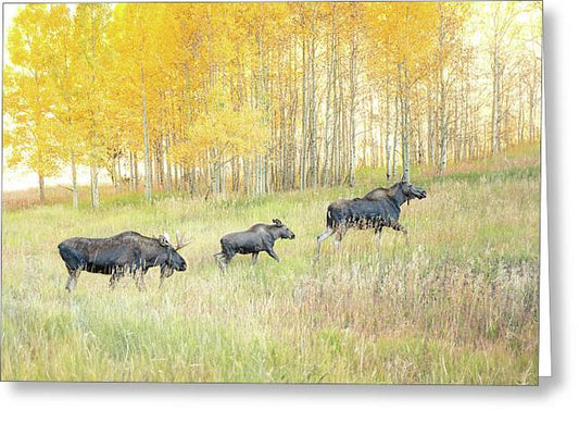 Moose Family In Autumn Aspen - Greeting Card