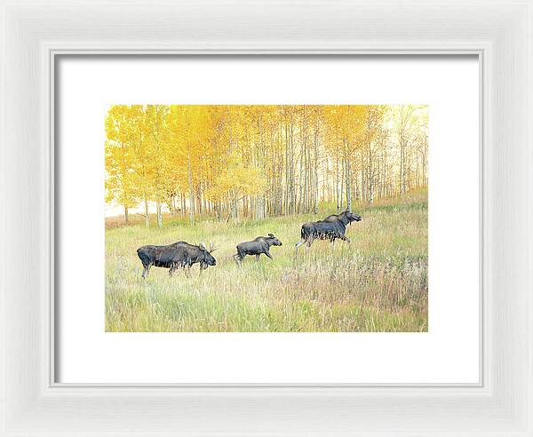 Moose Family In Autumn Aspen - Framed Print