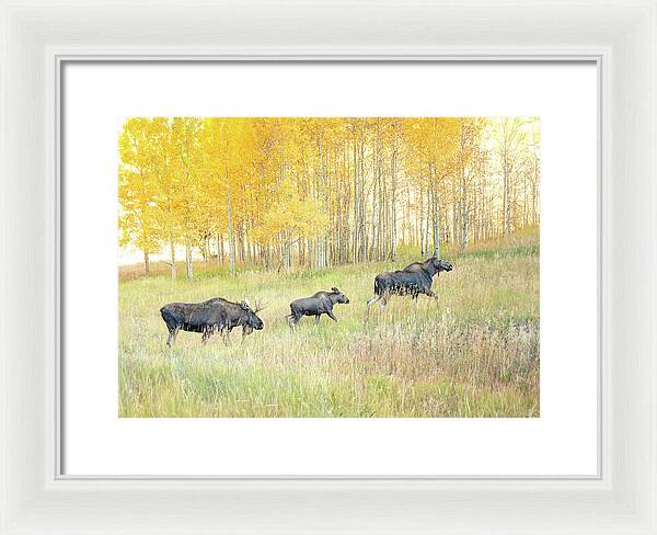 Moose Family In Autumn Aspen - Framed Print