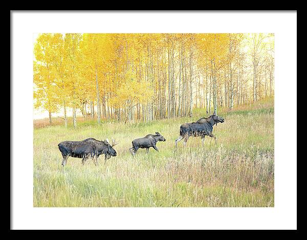 Moose Family In Autumn Aspen - Framed Print