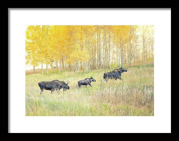 Moose Family In Autumn Aspen - Framed Print