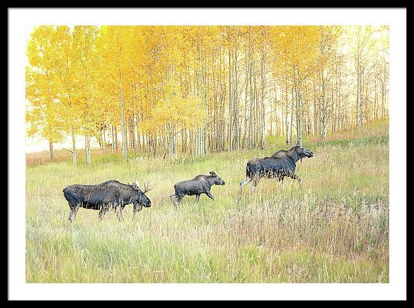 Moose Family In Autumn Aspen - Framed Print