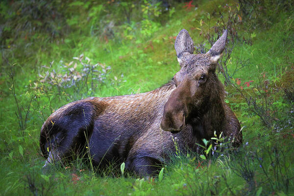 Wild Moose Canadian Rockies - Art Print