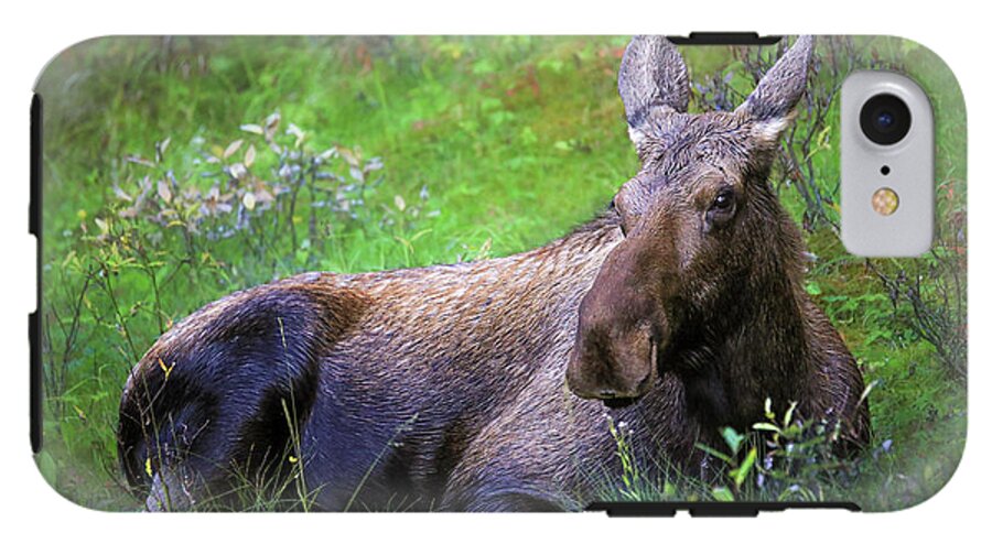 Wild Moose Canadian Rockies - Phone Case