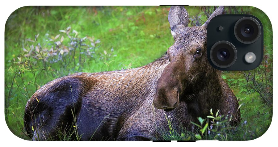 Wild Moose Canadian Rockies - Phone Case