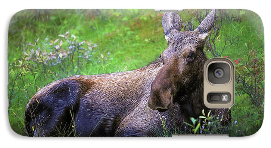 Wild Moose Canadian Rockies - Phone Case