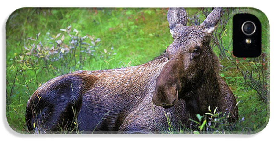 Wild Moose Canadian Rockies - Phone Case