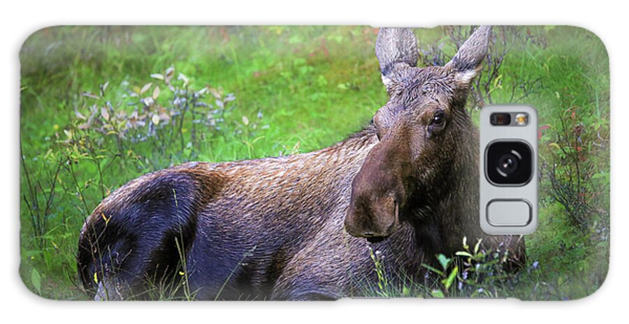 Wild Moose Canadian Rockies - Phone Case