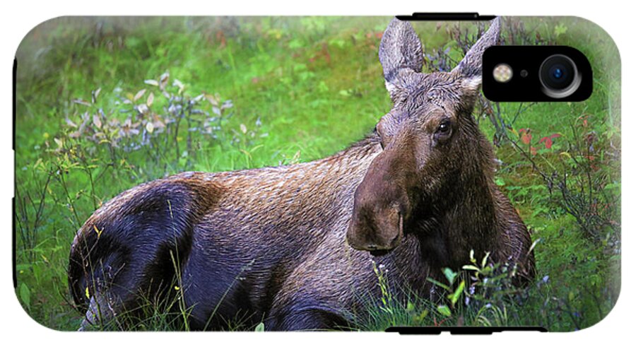 Wild Moose Canadian Rockies - Phone Case