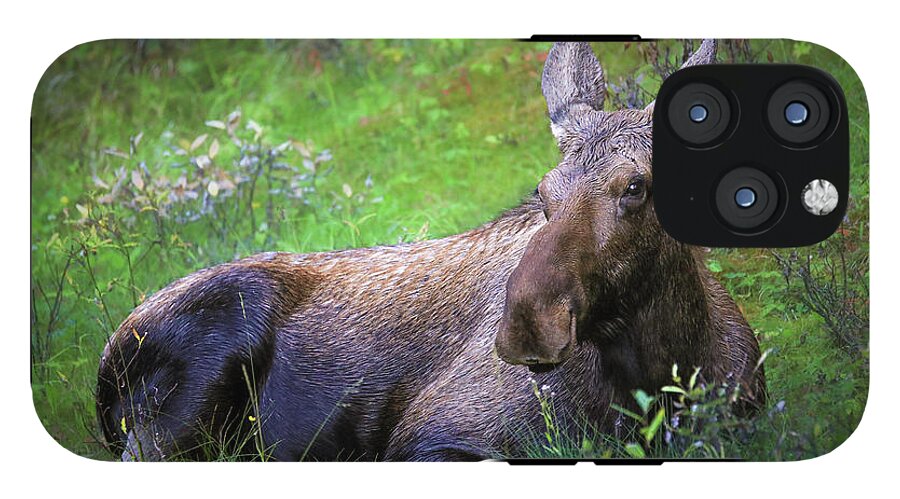 Wild Moose Canadian Rockies - Phone Case