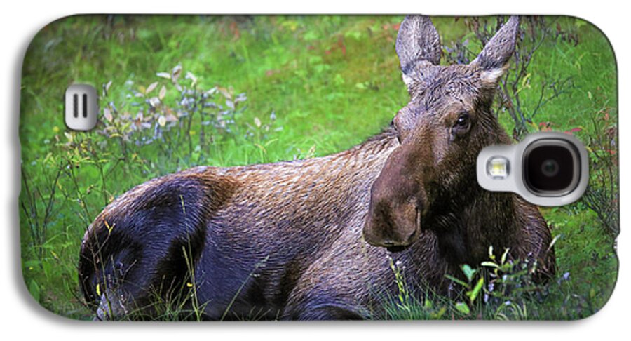 Wild Moose Canadian Rockies - Phone Case