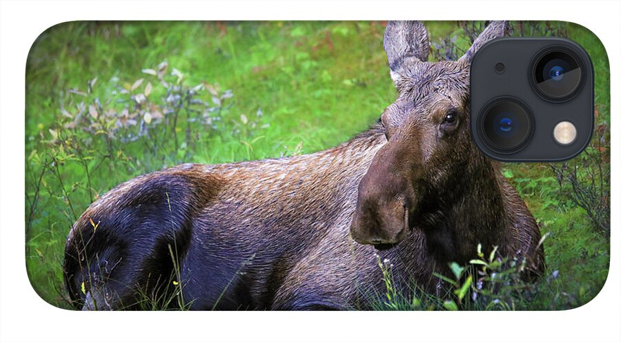 Wild Moose Canadian Rockies - Phone Case