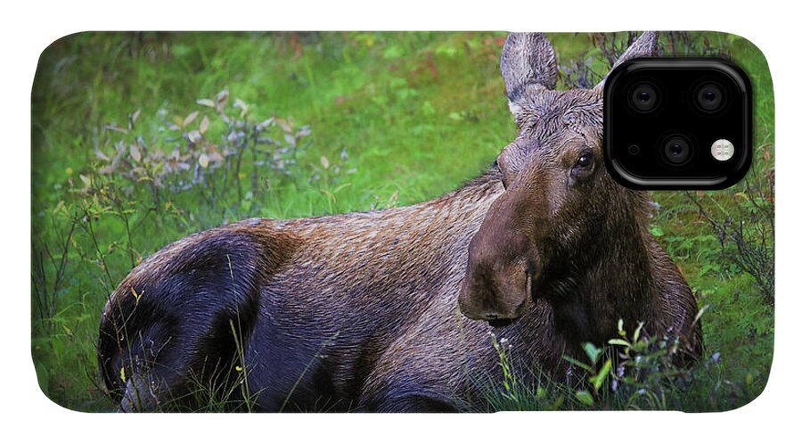 Wild Moose Canadian Rockies - Phone Case