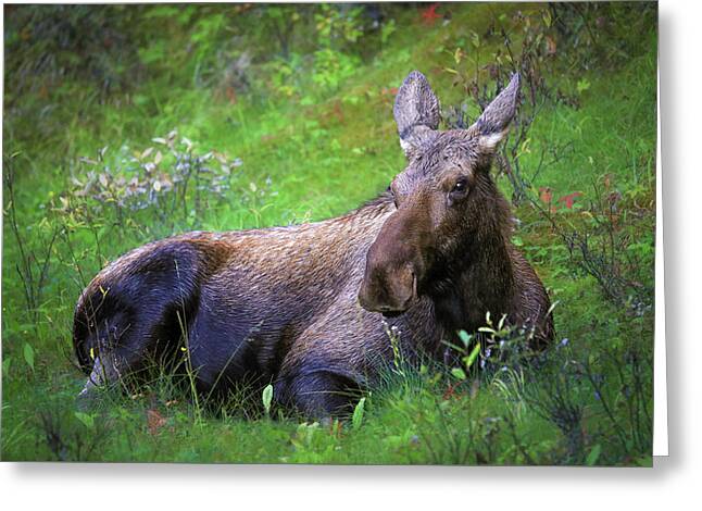 Wild Moose Canadian Rockies - Greeting Card