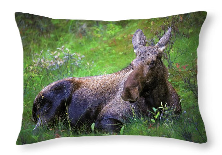 Wild Moose Canadian Rockies - Throw Pillow