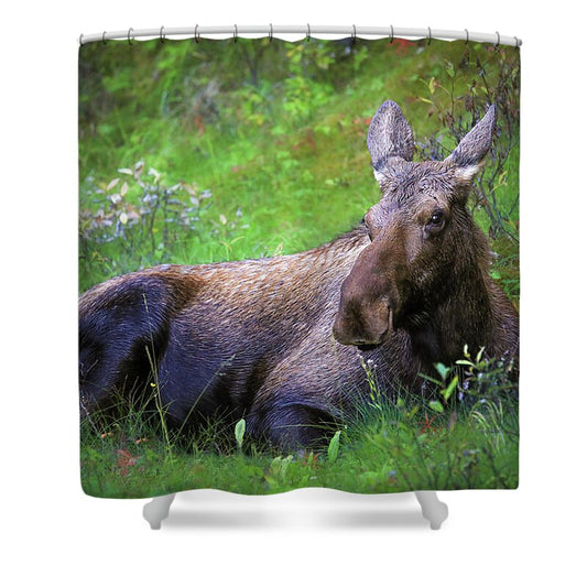 Wild Moose Canadian Rockies - Shower Curtain