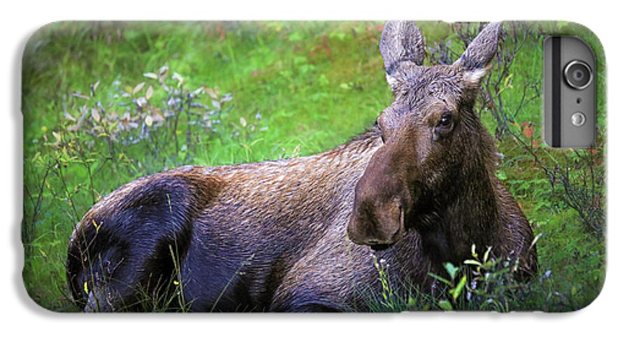 Wild Moose Canadian Rockies - Phone Case