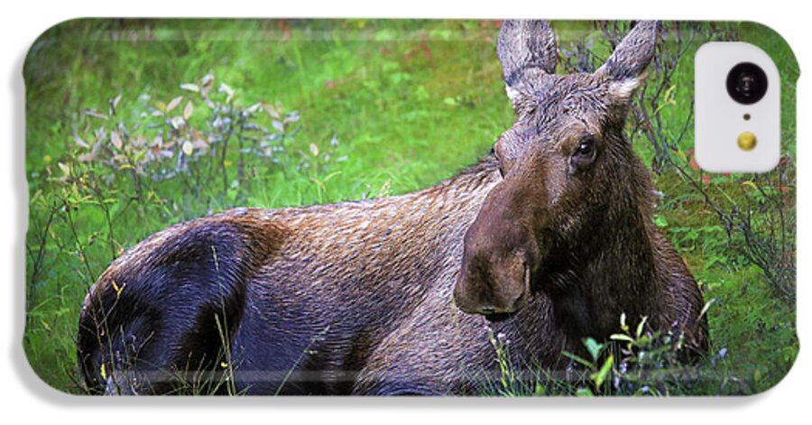 Wild Moose Canadian Rockies - Phone Case