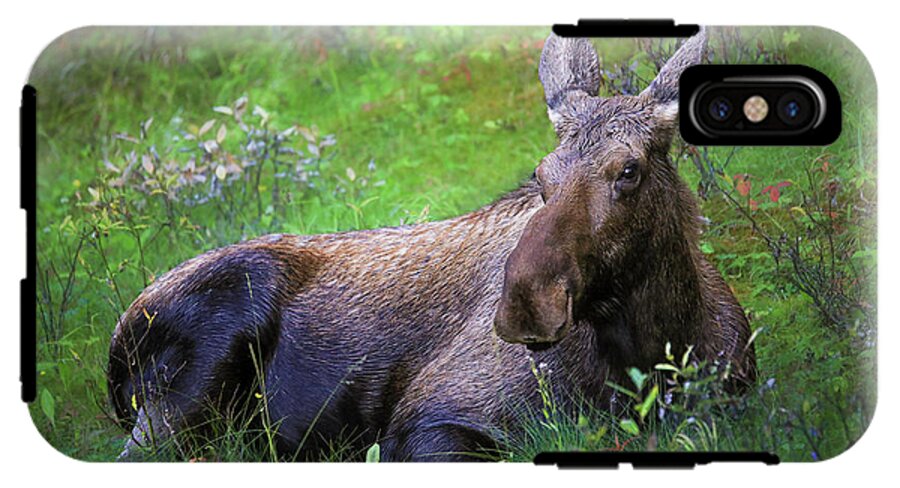 Wild Moose Canadian Rockies - Phone Case