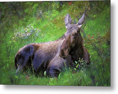 Wild Moose Canadian Rockies - Metal Print