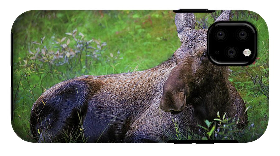 Wild Moose Canadian Rockies - Phone Case