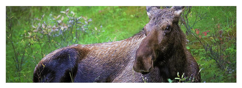 Wild Moose Canadian Rockies - Yoga Mat