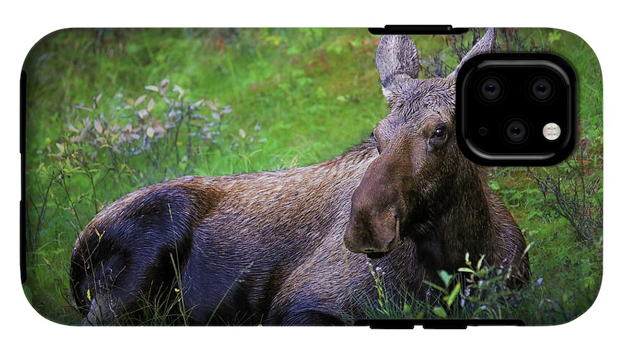 Wild Moose Canadian Rockies - Phone Case