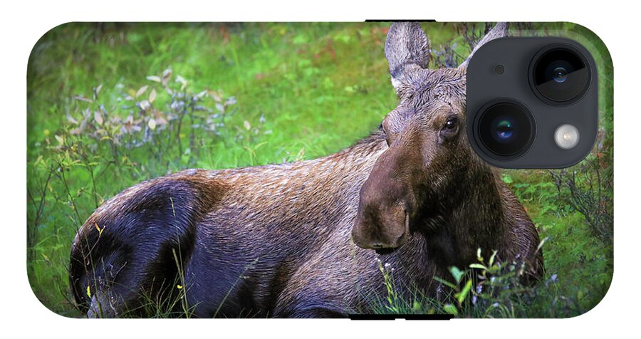 Wild Moose Canadian Rockies - Phone Case