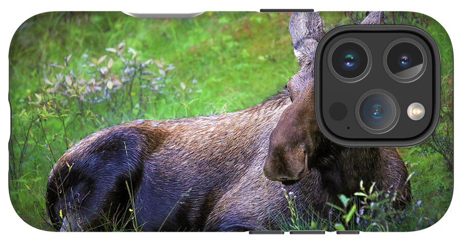 Wild Moose Canadian Rockies - Phone Case