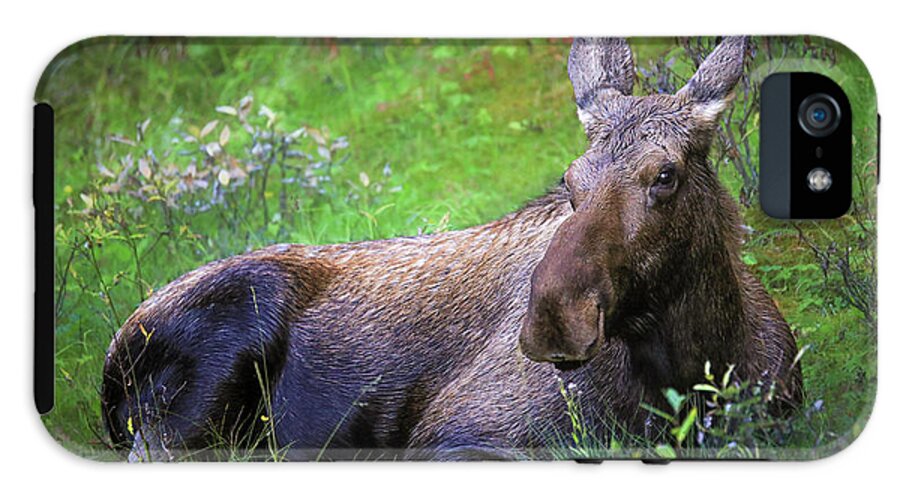 Wild Moose Canadian Rockies - Phone Case