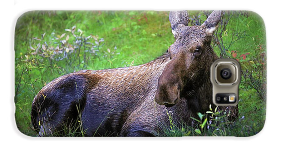 Wild Moose Canadian Rockies - Phone Case