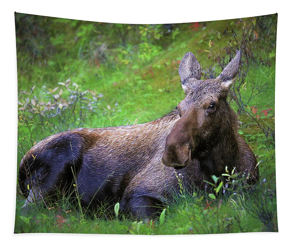 Wild Moose Canadian Rockies - Tapestry