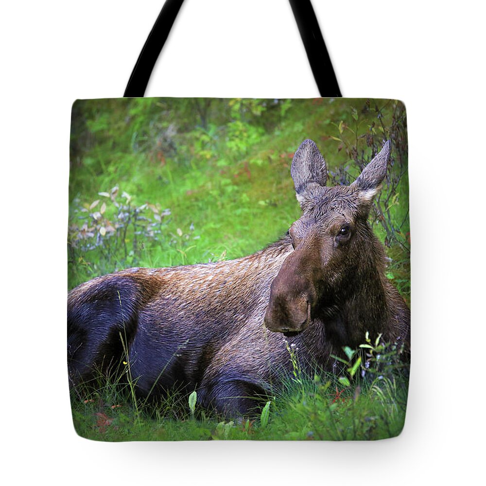 Wild Moose Canadian Rockies - Tote Bag