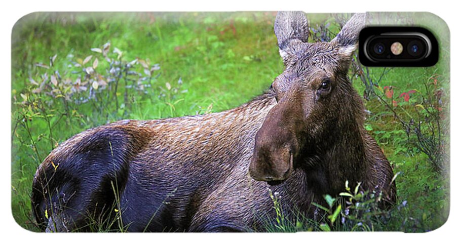 Wild Moose Canadian Rockies - Phone Case