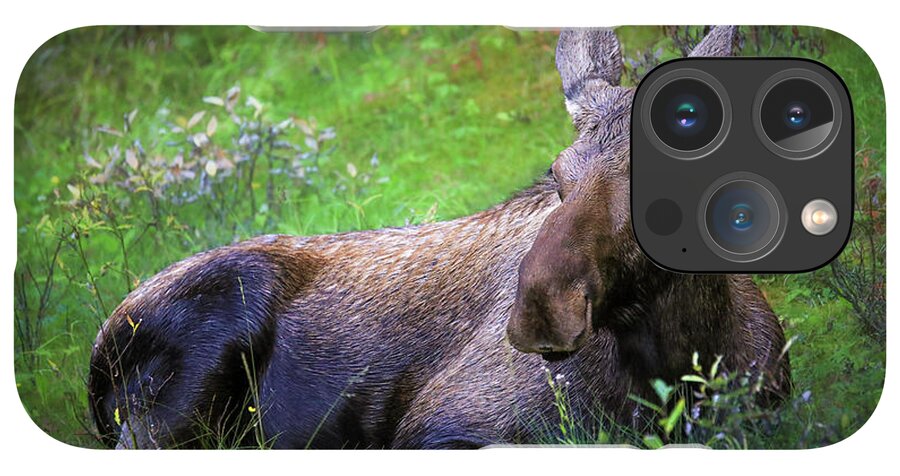 Wild Moose Canadian Rockies - Phone Case