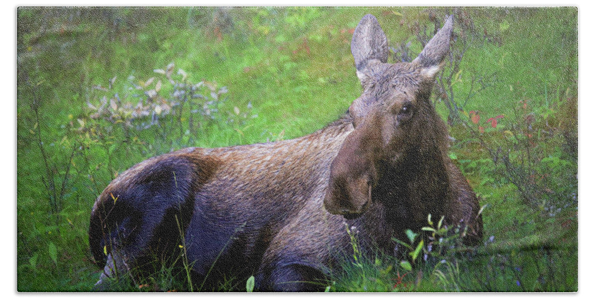 Wild Moose Canadian Rockies - Beach Towel