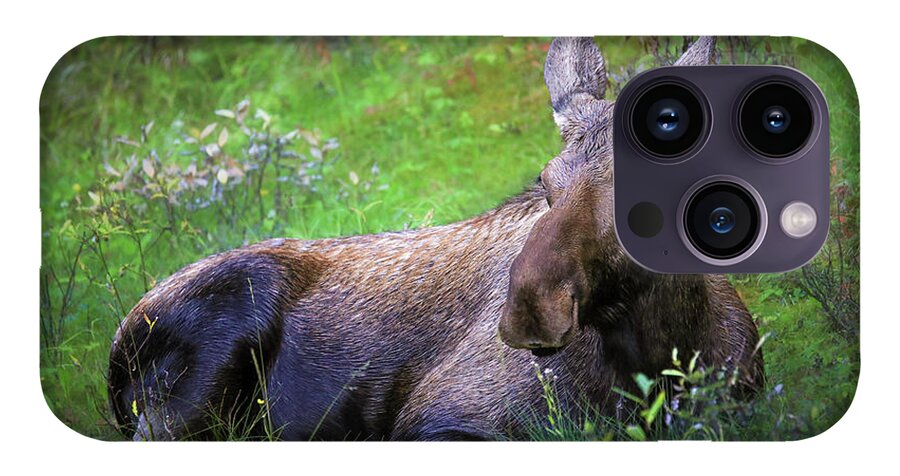 Wild Moose Canadian Rockies - Phone Case