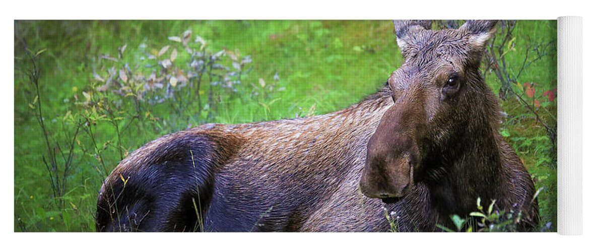 Wild Moose Canadian Rockies - Yoga Mat