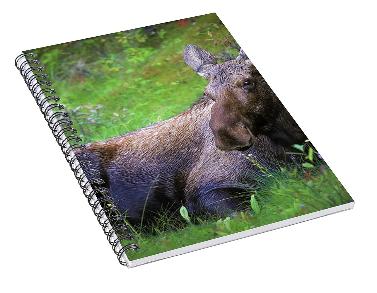 Wild Moose Canadian Rockies - Spiral Notebook