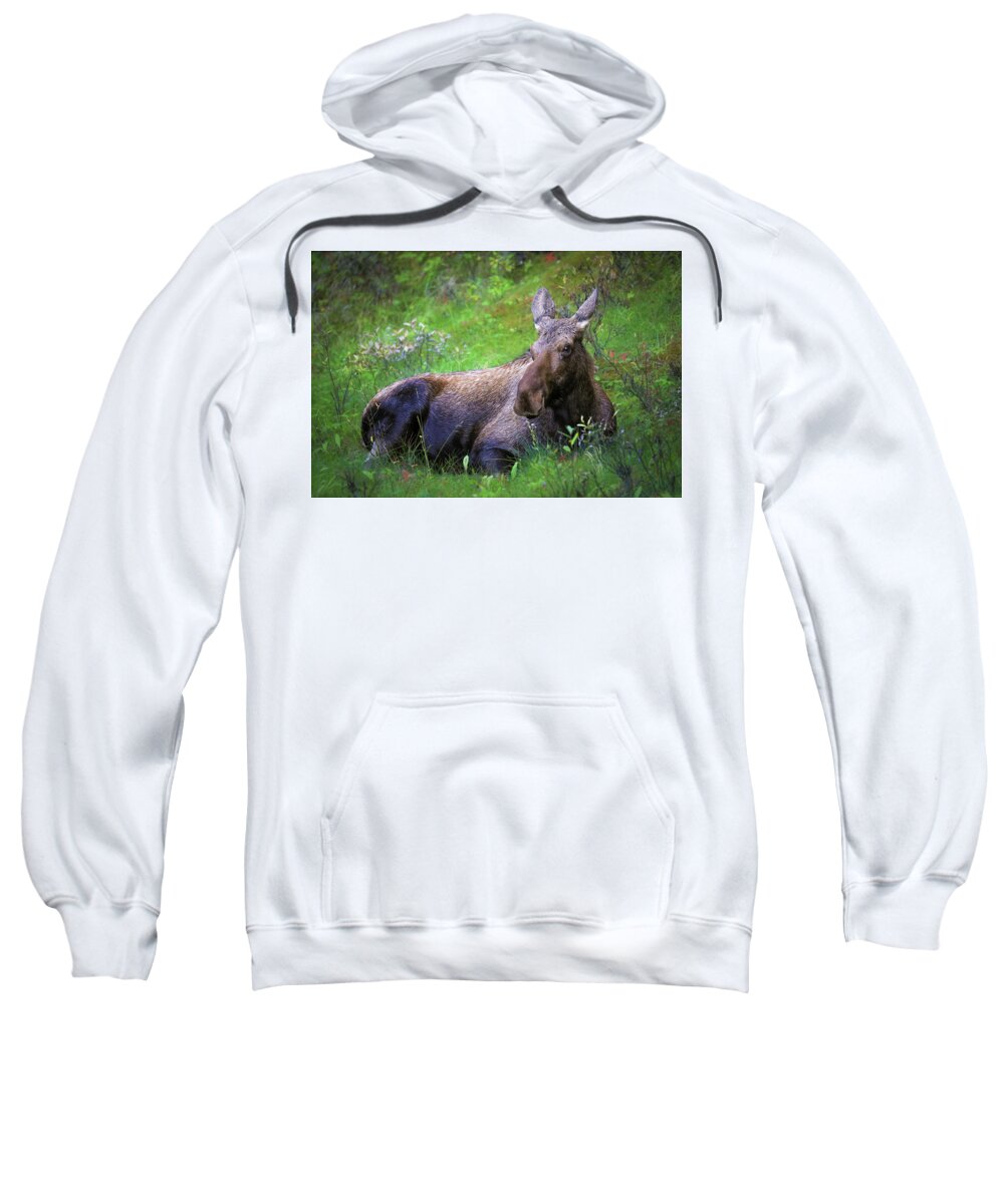 Wild Moose Canadian Rockies - Sweatshirt