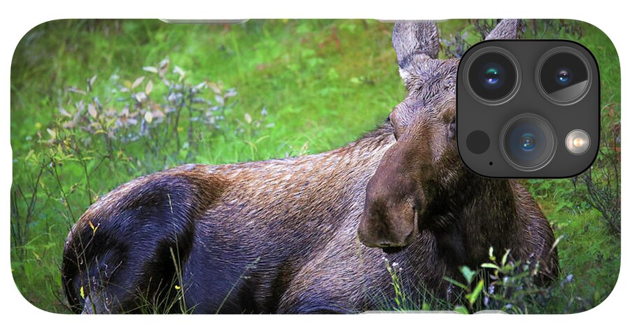 Wild Moose Canadian Rockies - Phone Case