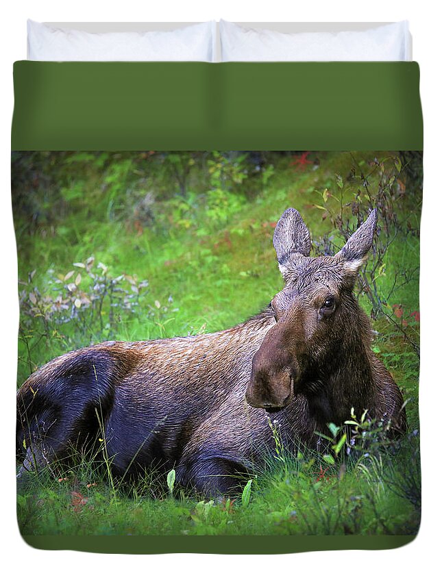 Wild Moose Canadian Rockies - Duvet Cover