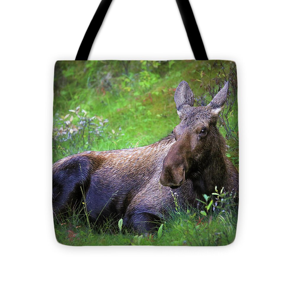 Wild Moose Canadian Rockies - Tote Bag