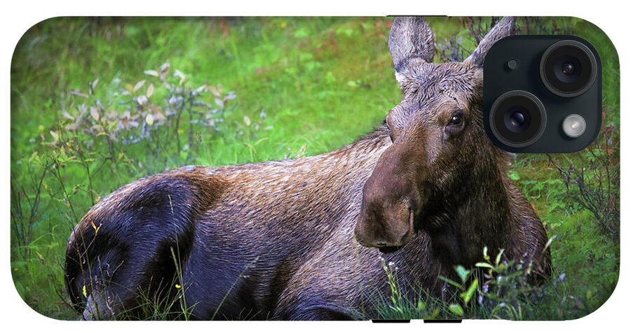 Wild Moose Canadian Rockies - Phone Case