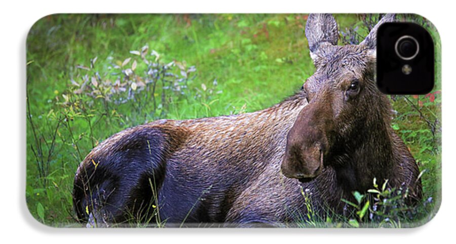 Wild Moose Canadian Rockies - Phone Case